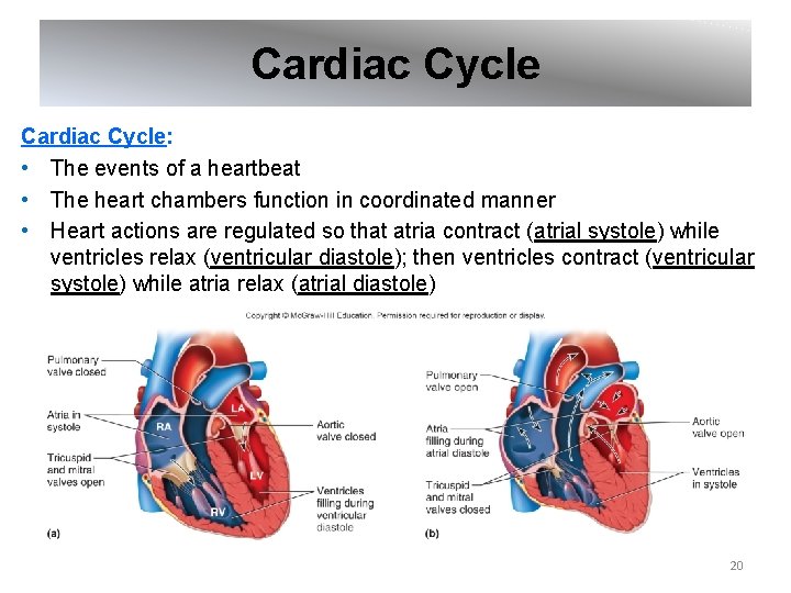 Cardiac Cycle: • The events of a heartbeat • The heart chambers function in