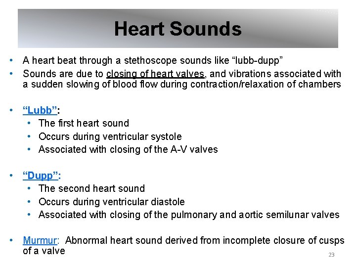 Heart Sounds • A heart beat through a stethoscope sounds like “lubb-dupp” • Sounds