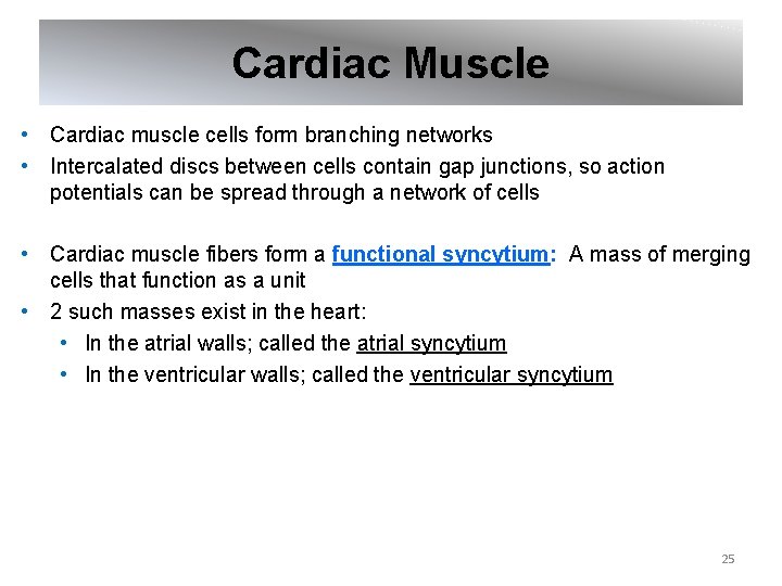 Cardiac Muscle • Cardiac muscle cells form branching networks • Intercalated discs between cells