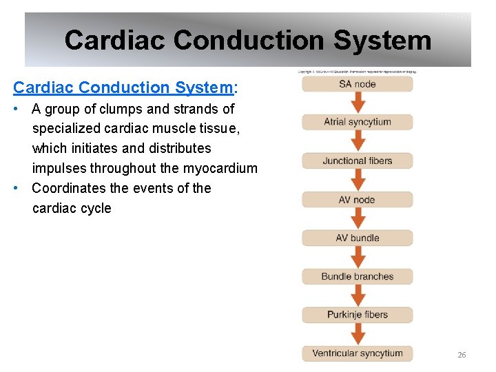 Cardiac Conduction System: • A group of clumps and strands of specialized cardiac muscle