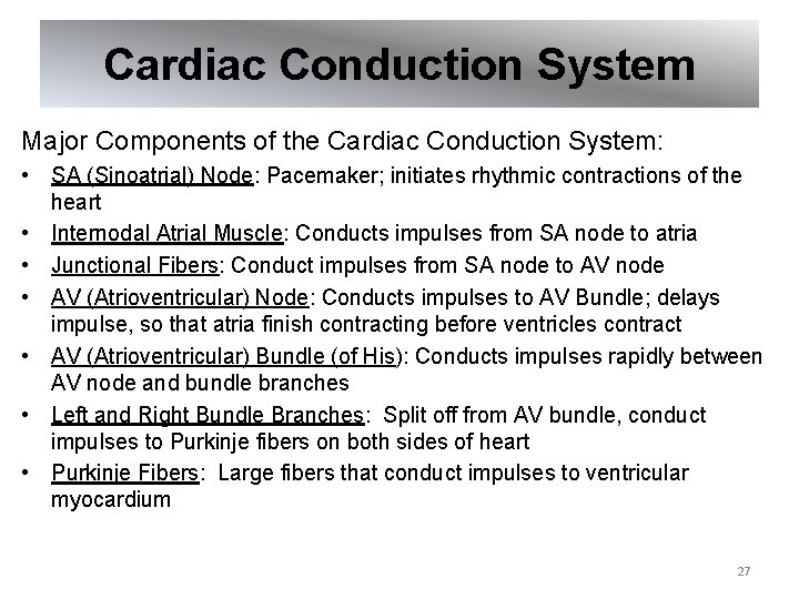 Cardiac Conduction System Major Components of the Cardiac Conduction System: • SA (Sinoatrial) Node: