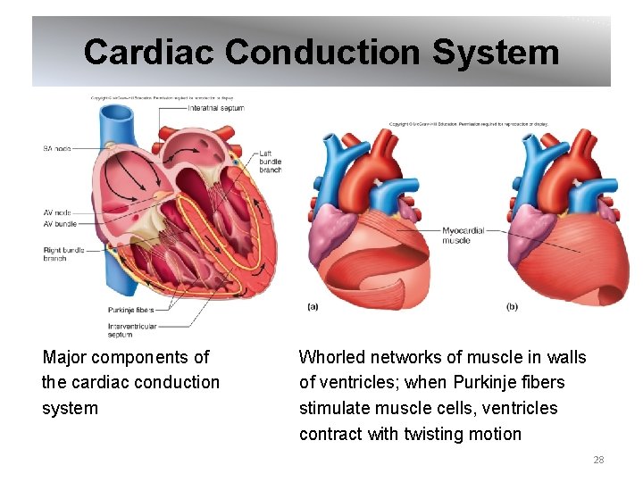 Cardiac Conduction System Major components of the cardiac conduction system Whorled networks of muscle