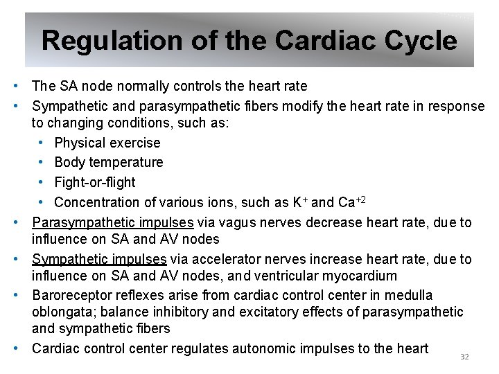 Regulation of the Cardiac Cycle • The SA node normally controls the heart rate