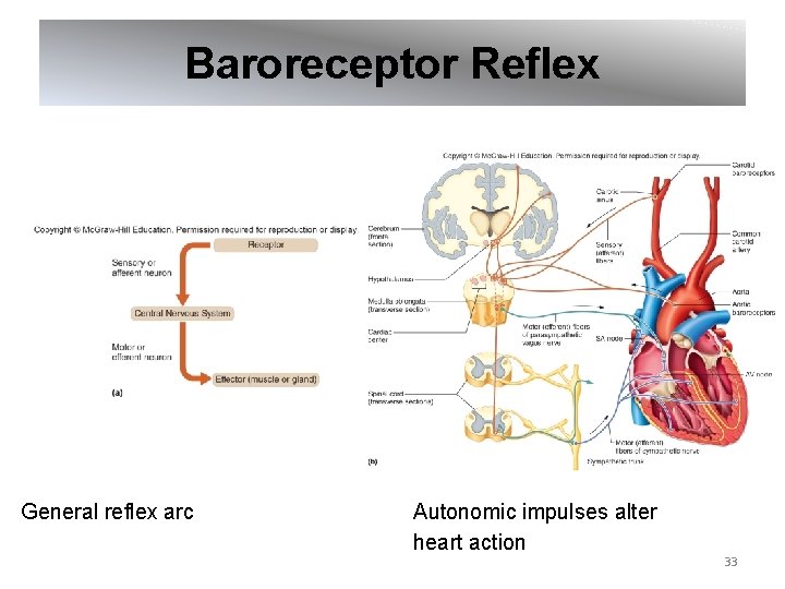 Baroreceptor Reflex General reflex arc Autonomic impulses alter heart action 33 