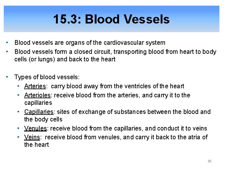 15. 3: Blood Vessels • Blood vessels are organs of the cardiovascular system •