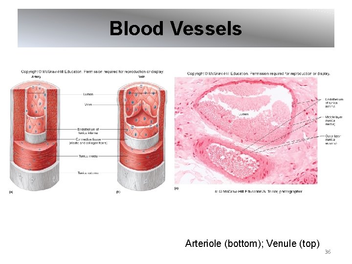 Blood Vessels Arteriole (bottom); Venule (top) 36 