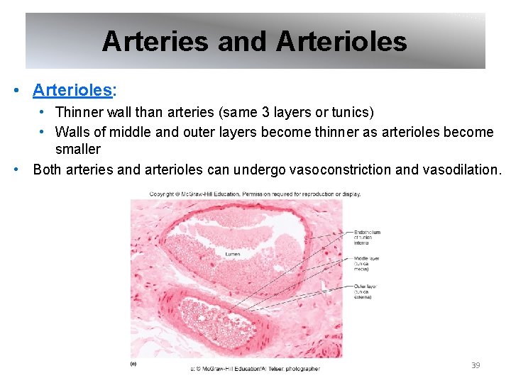 Arteries and Arterioles • Arterioles: • Thinner wall than arteries (same 3 layers or