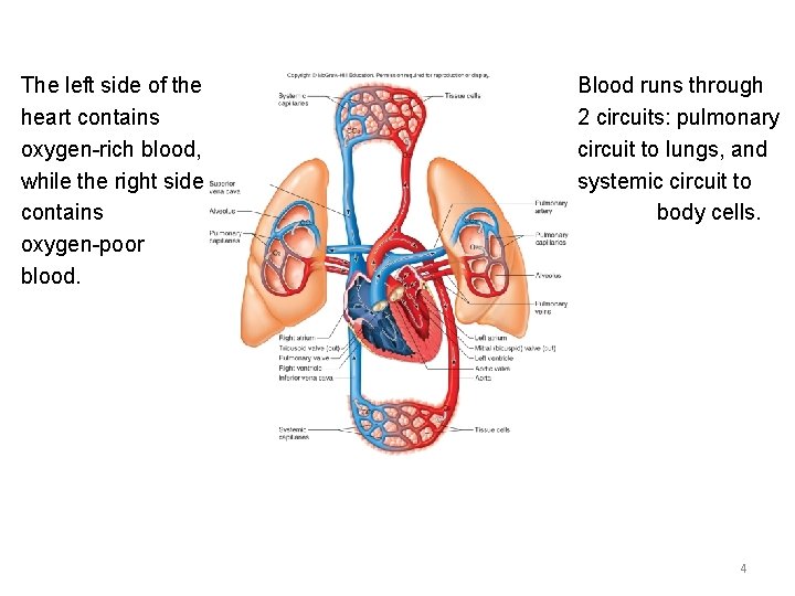 The left side of the heart contains oxygen-rich blood, while the right side contains