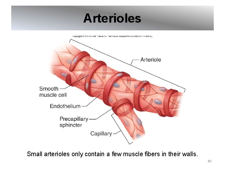 Arterioles Small arterioles only contain a few muscle fibers in their walls. 40 