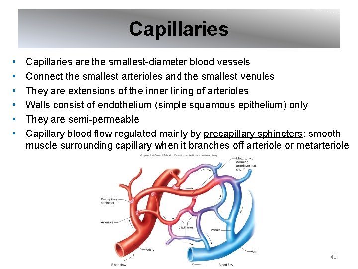 Capillaries • • • Capillaries are the smallest-diameter blood vessels Connect the smallest arterioles