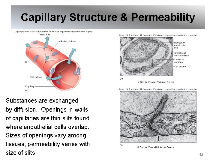 Capillary Structure & Permeability Substances are exchanged by diffusion. Openings in walls of capillaries