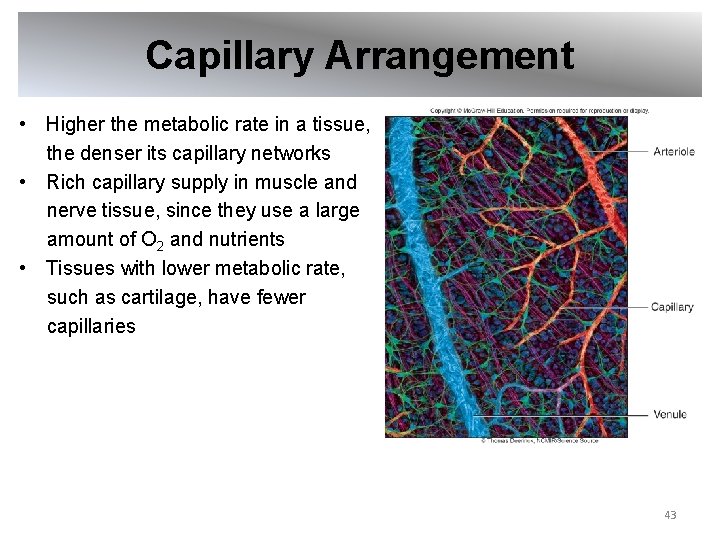 Capillary Arrangement • Higher the metabolic rate in a tissue, the denser its capillary