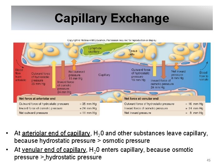 Capillary Exchange • At arteriolar end of capillary, H 20 and other substances leave