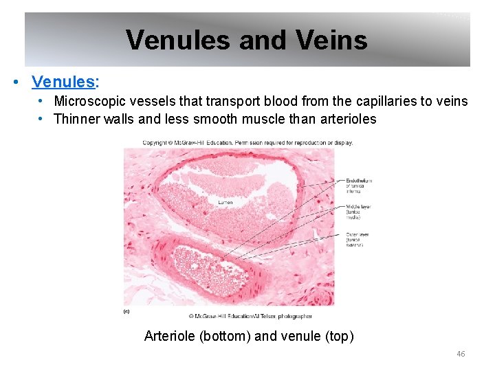 Venules and Veins • Venules: • Microscopic vessels that transport blood from the capillaries