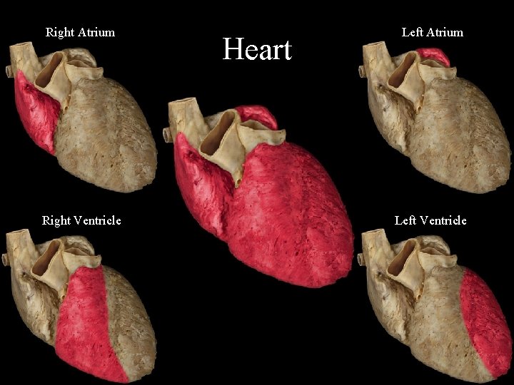 Right Atrium Right Ventricle Heart Left Atrium Left Ventricle 