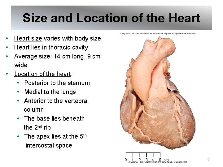 Size and Location of the Heart • Heart size varies with body size •