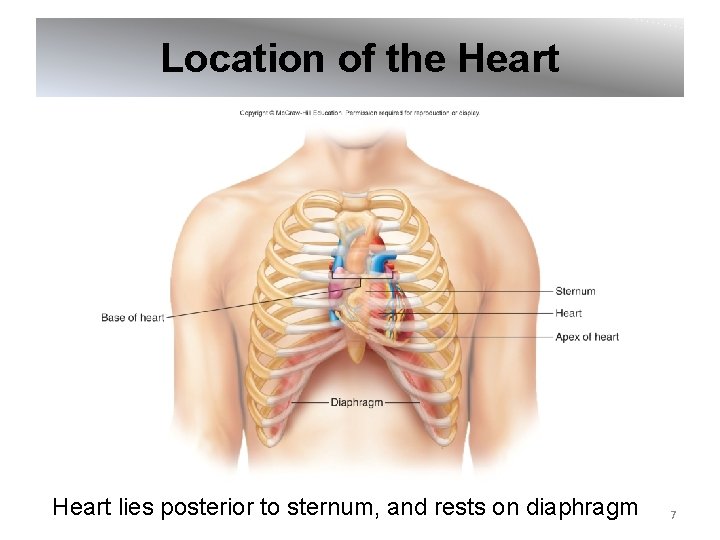 Location of the Heart lies posterior to sternum, and rests on diaphragm 7 