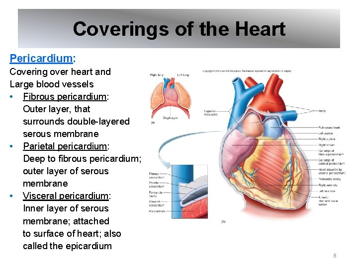 Coverings of the Heart Pericardium: Covering over heart and Large blood vessels • Fibrous