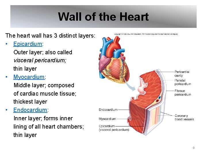 Wall of the Heart The heart wall has 3 distinct layers: • Epicardium: Outer