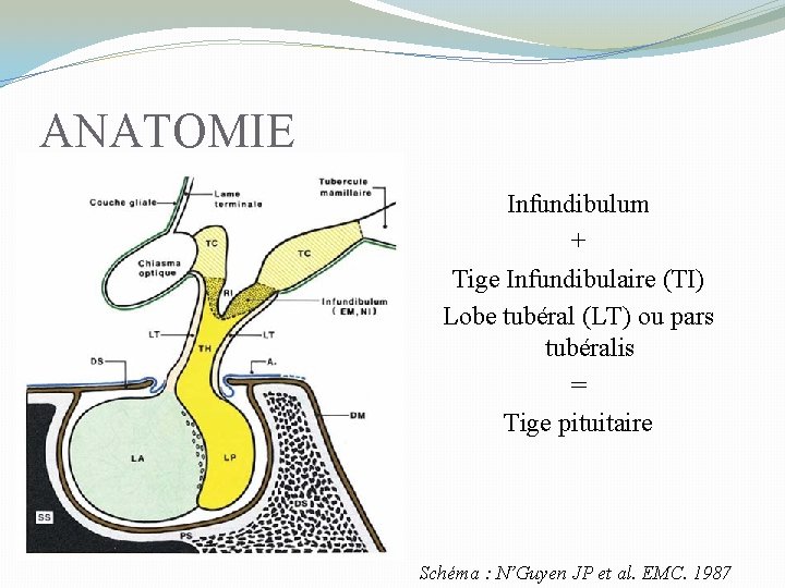 ANATOMIE Infundibulum + Tige Infundibulaire (TI) Lobe tubéral (LT) ou pars tubéralis = Tige
