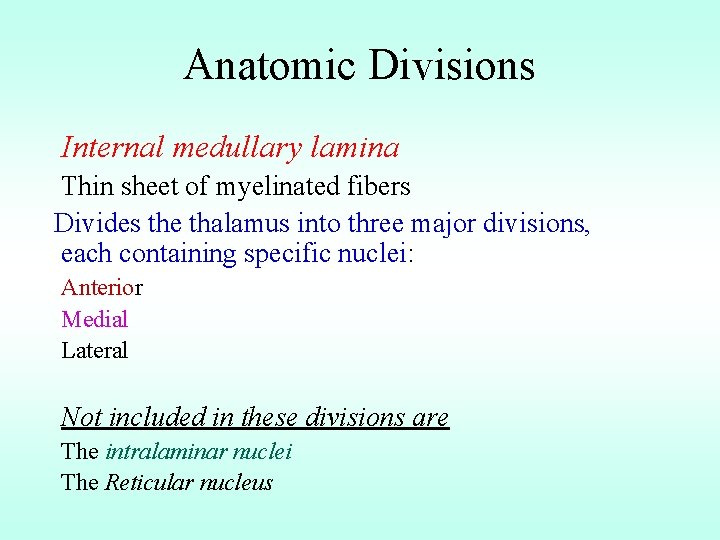 Anatomic Divisions Internal medullary lamina Thin sheet of myelinated fibers Divides the thalamus into