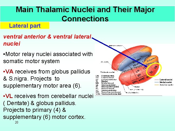 Main Thalamic Nuclei and Their Major Connections Lateral part ventral anterior & ventral lateral