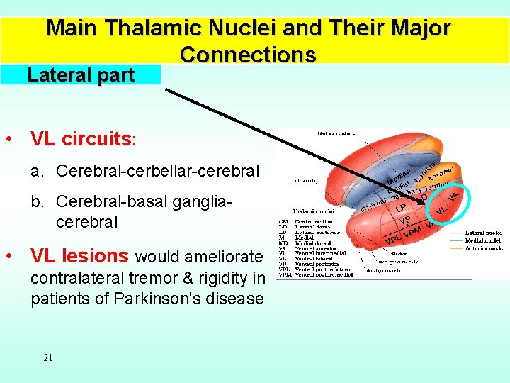 Main Thalamic Nuclei and Their Major Connections Lateral part • VL circuits: a. Cerebral-cerbellar-cerebral