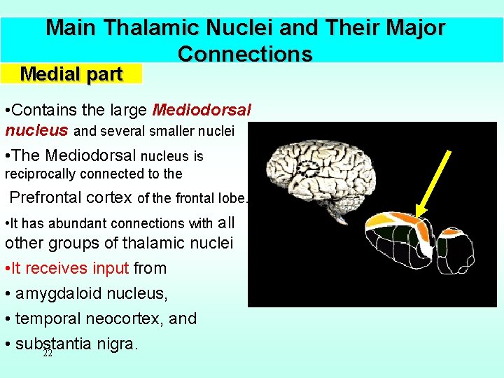 Main Thalamic Nuclei and Their Major Connections Medial part • Contains the large Mediodorsal
