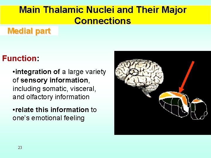 Main Thalamic Nuclei and Their Major Connections Medial part Function: • integration of a