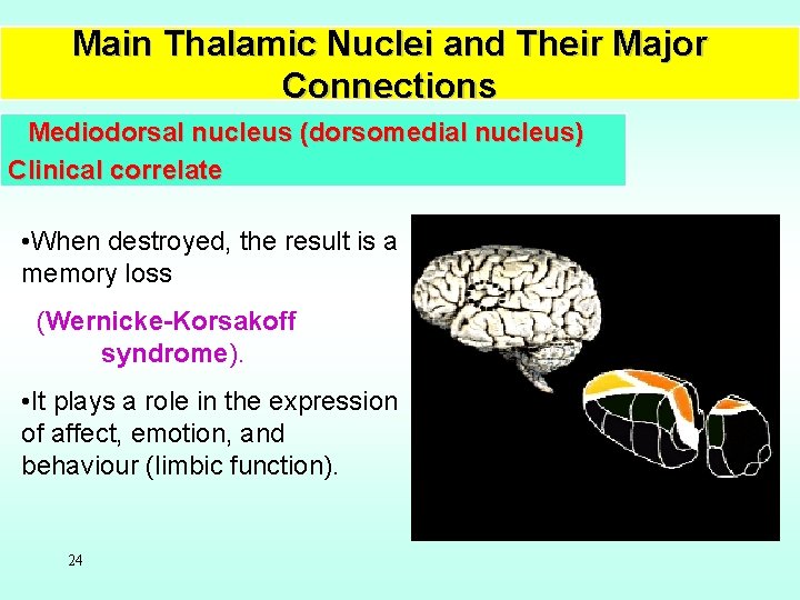 Main Thalamic Nuclei and Their Major Connections Mediodorsal nucleus (dorsomedial nucleus) Clinical correlate •
