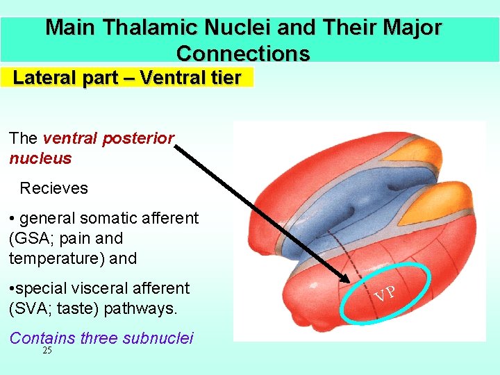 Main Thalamic Nuclei and Their Major Connections Lateral part – Ventral tier The ventral