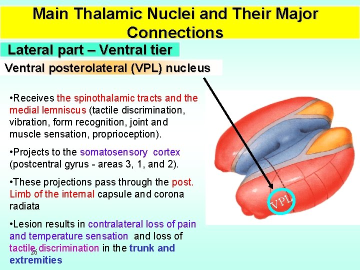 Main Thalamic Nuclei and Their Major Connections Lateral part – Ventral tier Ventral posterolateral