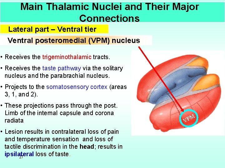Main Thalamic Nuclei and Their Major Connections Lateral part – Ventral tier Ventral posteromedial