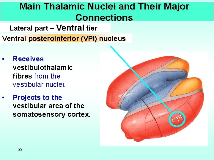 Main Thalamic Nuclei and Their Major Connections Lateral part – Ventral tier Ventral posteroinferior