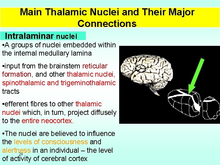 Main Thalamic Nuclei and Their Major Connections Intralaminar nuclei • A groups of nuclei