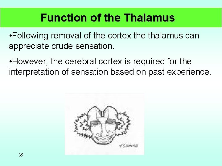Function of the Thalamus • Following removal of the cortex the thalamus can appreciate