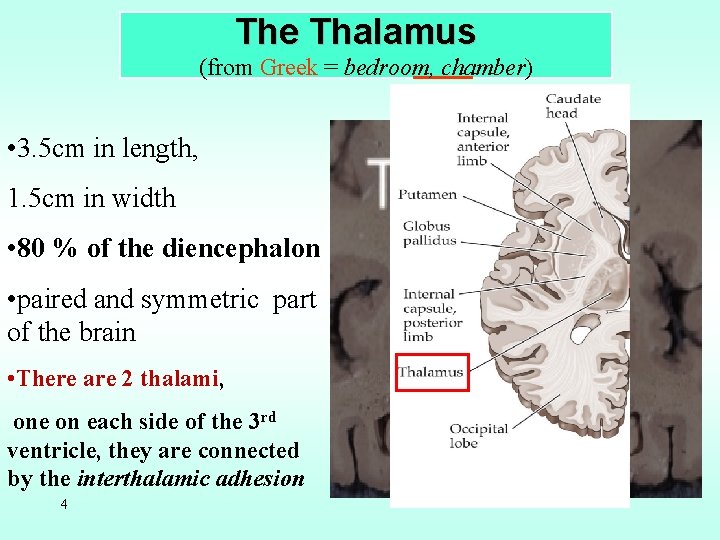 The Thalamus (from Greek = bedroom, chamber) • 3. 5 cm in length, 1.
