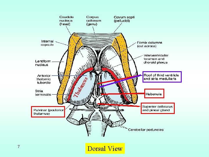 s mu ala Th 7 Dorsal View 