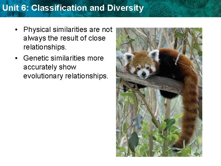 Unit 6: Classification and Diversity • Physical similarities are not always the result of