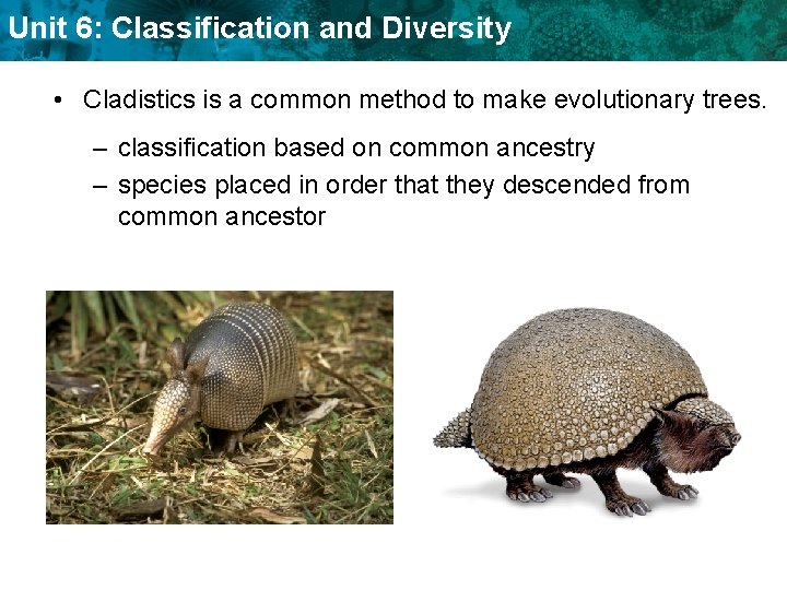 Unit 6: Classification and Diversity • Cladistics is a common method to make evolutionary