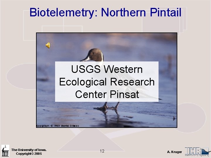 Biotelemetry: Northern Pintail USGS Western Ecological Research Center Pinsat The University of Iowa. Copyright©