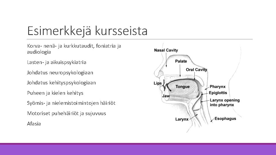 Esimerkkejä kursseista Korva- nenä- ja kurkkutaudit, foniatria ja audiologia Lasten- ja aikuispsykiatria Johdatus neuropsykologiaan