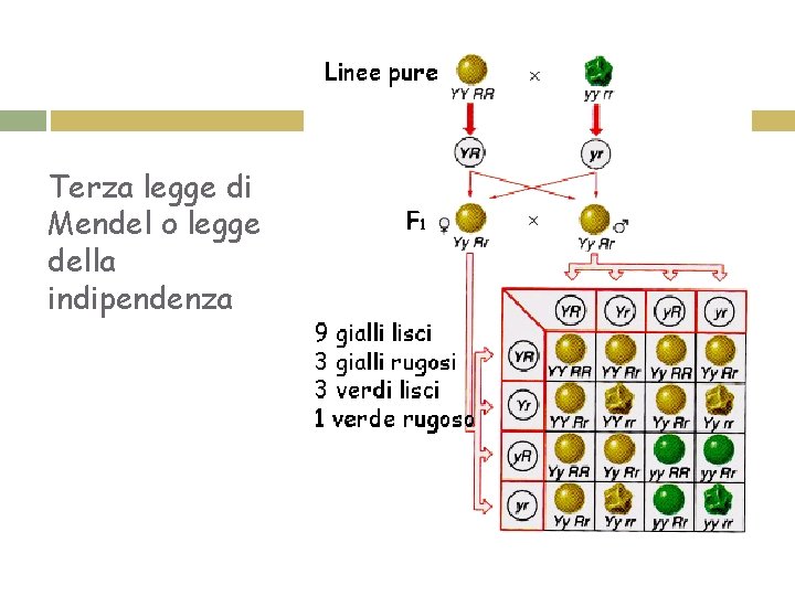 Terza legge di Mendel o legge della indipendenza 