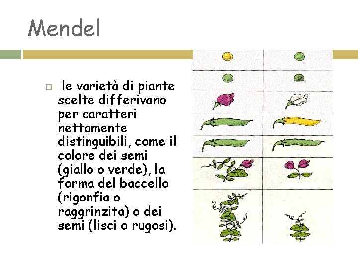 Mendel le varietà di piante scelte differivano per caratteri nettamente distinguibili, come il colore