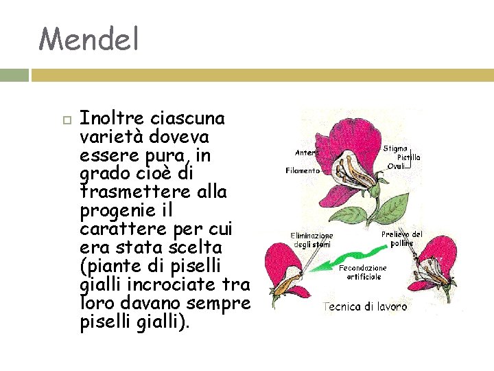 Mendel Inoltre ciascuna varietà doveva essere pura, in grado cioè di trasmettere alla progenie