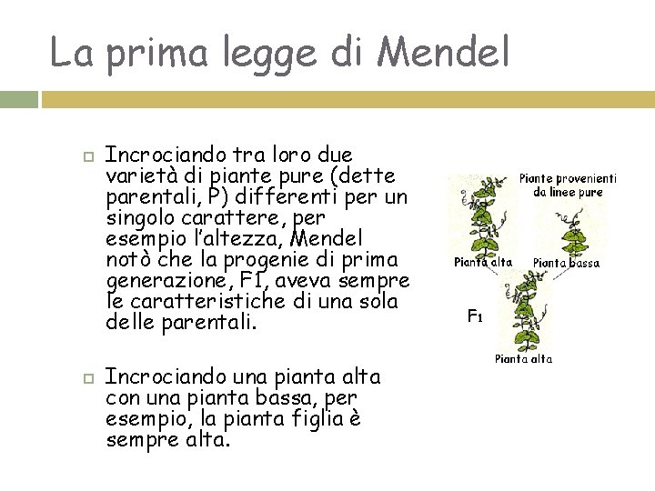 La prima legge di Mendel Incrociando tra loro due varietà di piante pure (dette