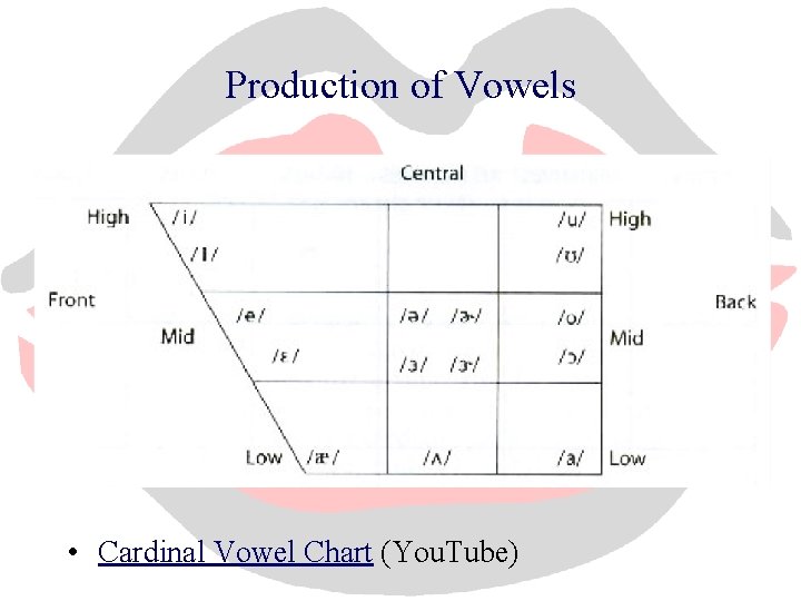Production of Vowels • Cardinal Vowel Chart (You. Tube) 