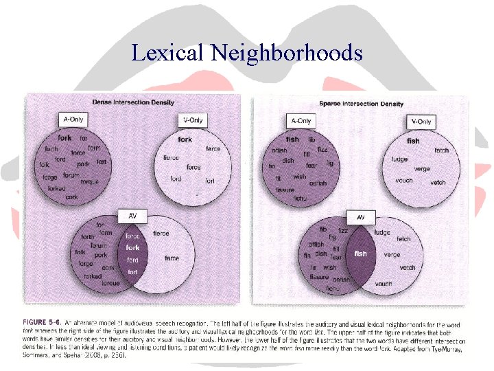 Lexical Neighborhoods 