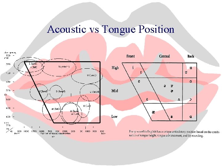 Acoustic vs Tongue Position 