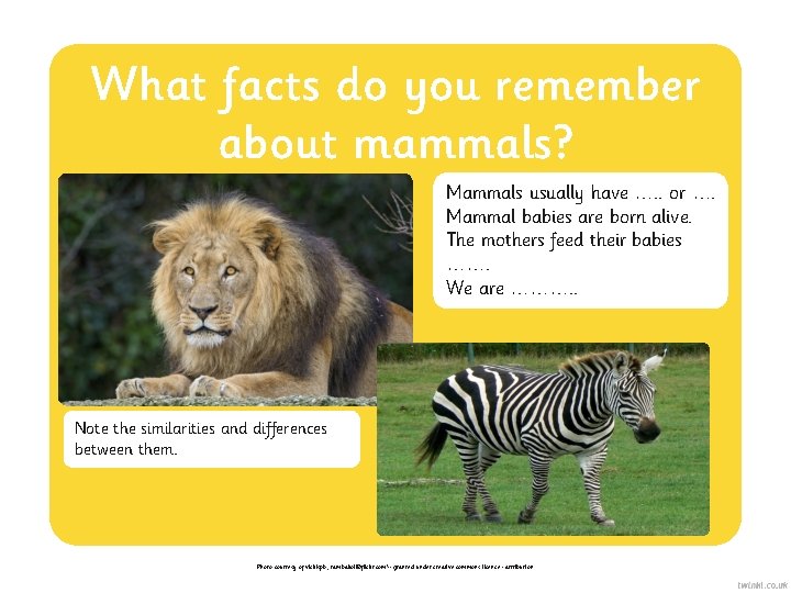 What facts do you remember about mammals? Mammals usually have …. . or ….